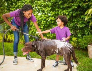 family washing dogs - Plumbing, sewer, & drain services in Peoria IL