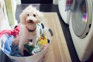 Dog in laundry basket - Plumbing, sewer, & drain services in Peoria IL
