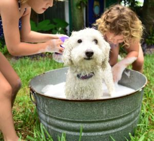 dog bath - Plumbing, sewer, & drain services in Peoria IL